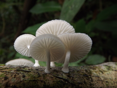 Oudemansiella cubensis