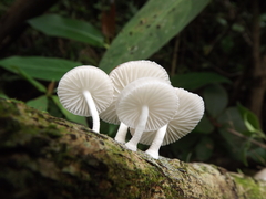 Oudemansiella cubensis