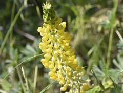 Lupinus luteus
