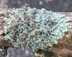 Physcia alnophila