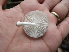 Oudemansiella cubensis