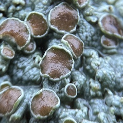 Physcia alnophila