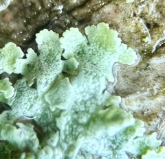 Physcia alnophila