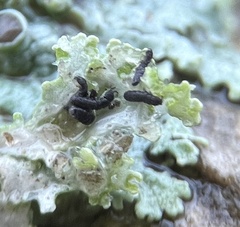 Physcia alnophila