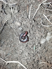 Ommatoiulus sabulosus