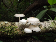 Oudemansiella cubensis