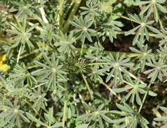 Lupinus luteus