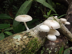 Oudemansiella cubensis