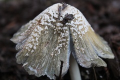 Coprinellus flocculosus