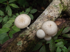 Oudemansiella cubensis