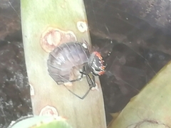 Latrodectus mirabilis