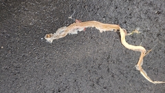 Masticophis flagellum flagellum