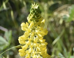 Lupinus luteus