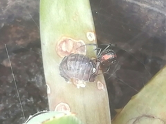 Latrodectus mirabilis