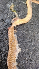 Masticophis flagellum flagellum