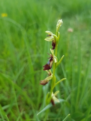 Ophrys insectifera