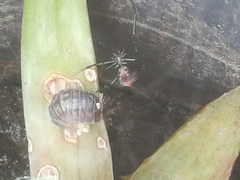 Latrodectus mirabilis