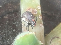 Latrodectus mirabilis