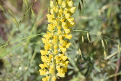 Lupinus luteus