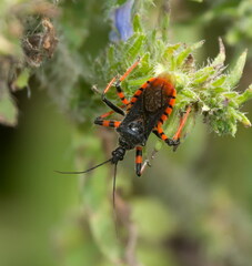 Rhynocoris