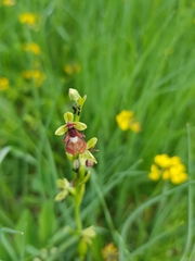 Ophrys insectifera