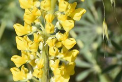 Lupinus luteus