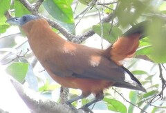 Perissocephalus tricolor