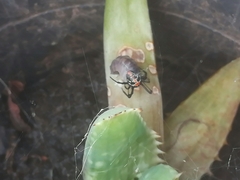 Latrodectus mirabilis