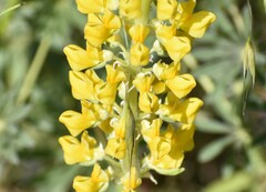 Lupinus luteus