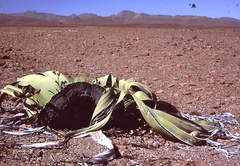 Welwitschia mirabilis