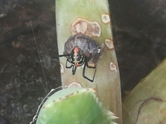 Latrodectus mirabilis