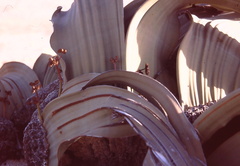 Welwitschia mirabilis