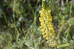 Lupinus luteus