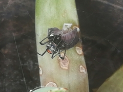 Latrodectus mirabilis