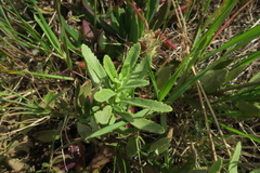 Lyperia lychnidea