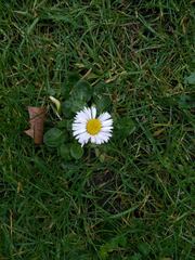 Bellis perennis