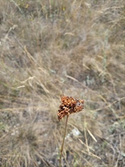 Dianthus andrzejowskianus