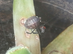 Latrodectus mirabilis
