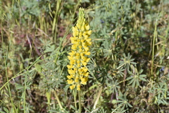 Lupinus luteus