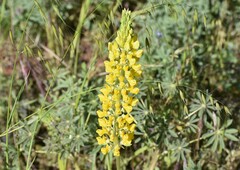 Lupinus luteus