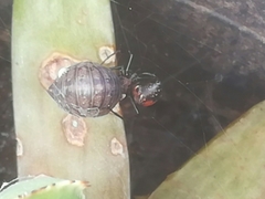 Latrodectus mirabilis