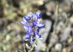 Lupinus nanus