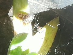 Latrodectus mirabilis