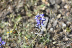 Lupinus nanus