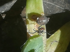 Latrodectus mirabilis