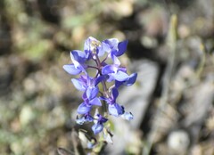 Lupinus nanus