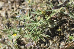 Lupinus nanus