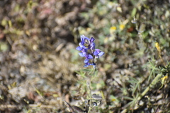 Lupinus nanus