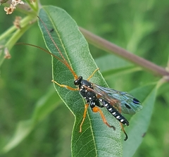 Echthromorpha