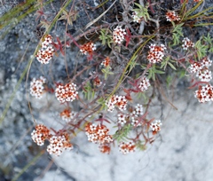 Crassula pruinosa